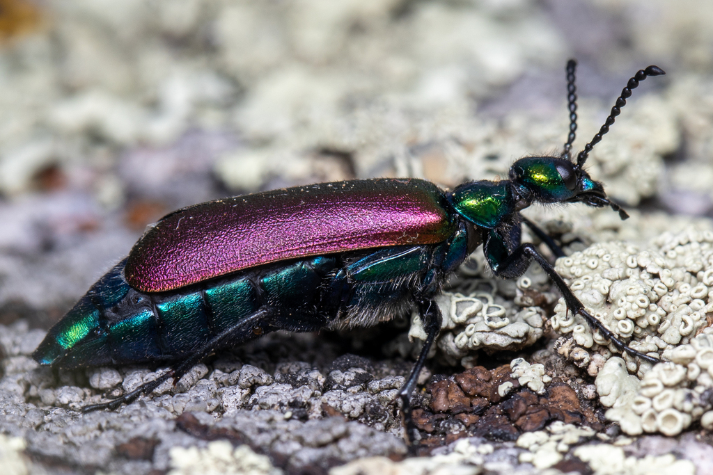 Lytta nuttalli (Nuttall's blister beetle), California species