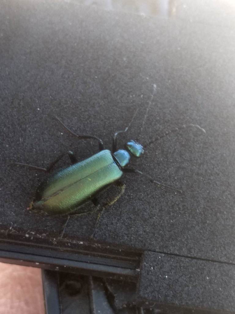 Lytta stygica (Green Blister Beetle), California species