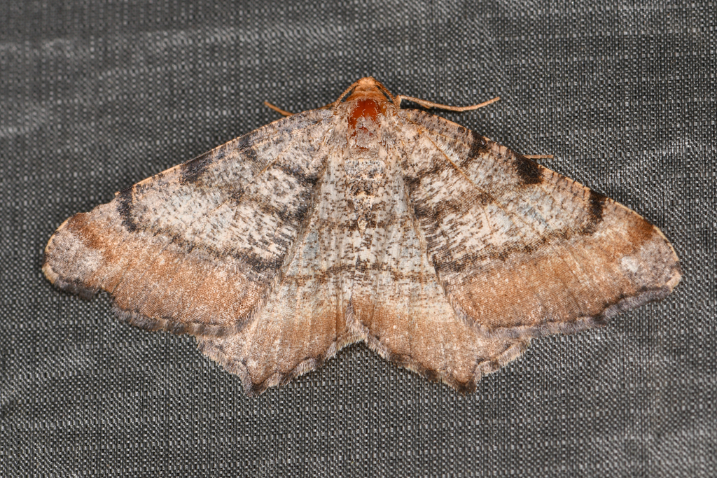 Macaria adonis, California species