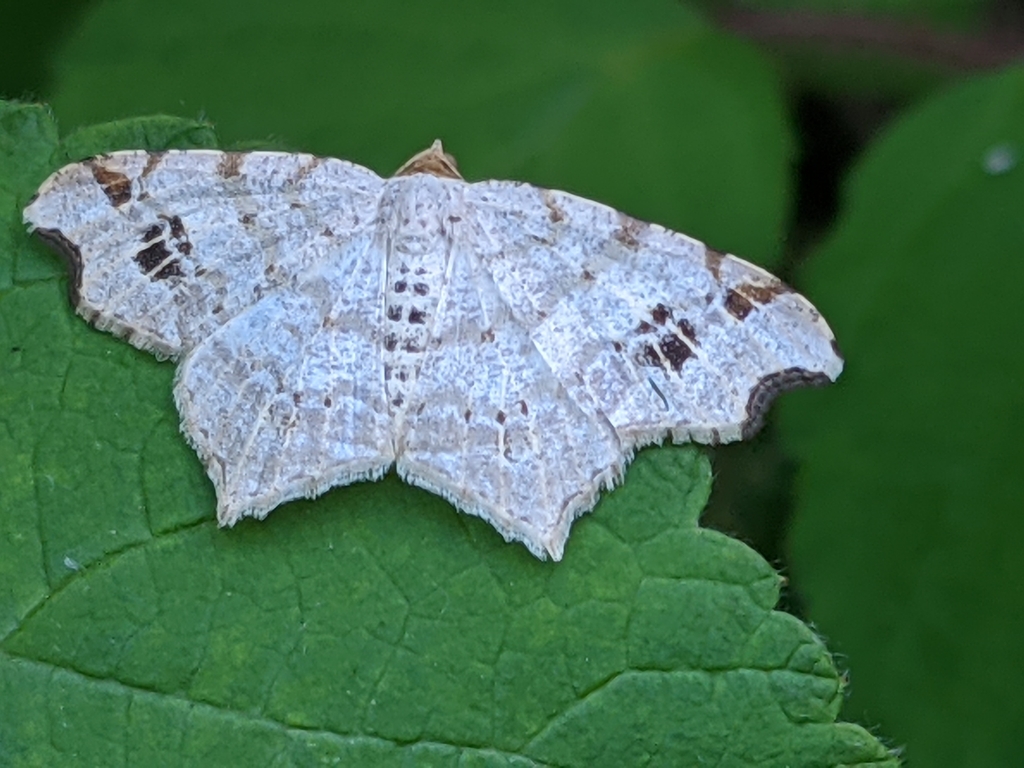 Macaria aemulataria (Common Angle), California species