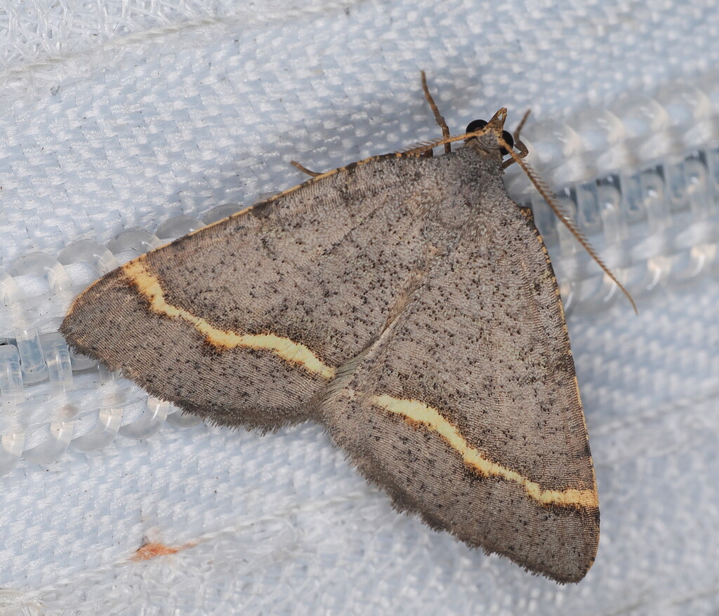 Macaria austrinata, California species