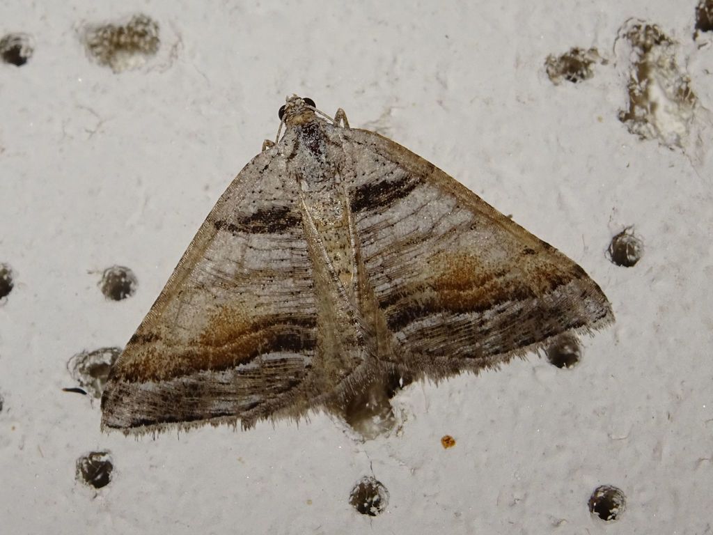 Macaria colata, California species