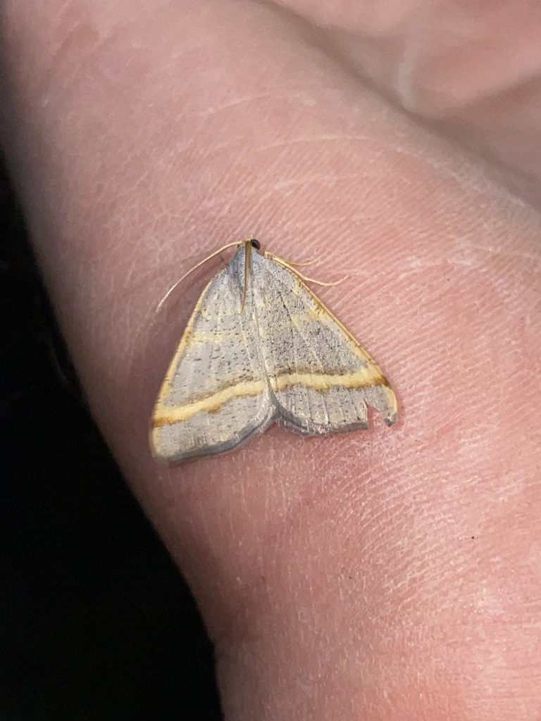 Macaria quadrilinearia, California species