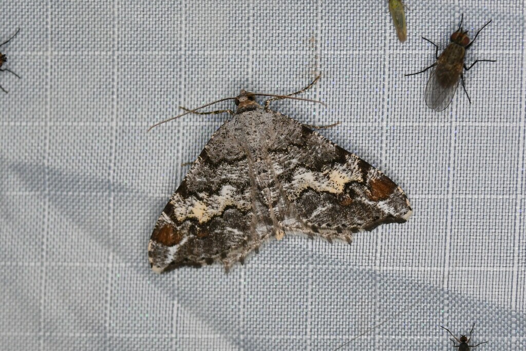 Macaria signaria (Pale-marked Angle), California species