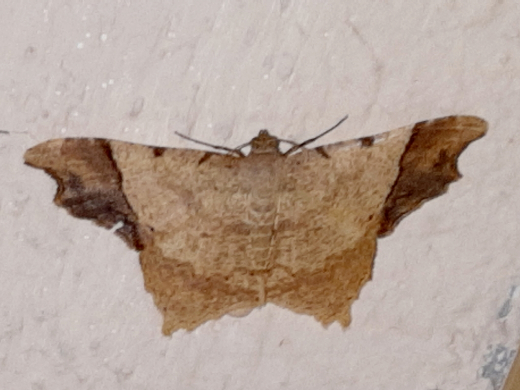 Macaria unipunctaria, California species