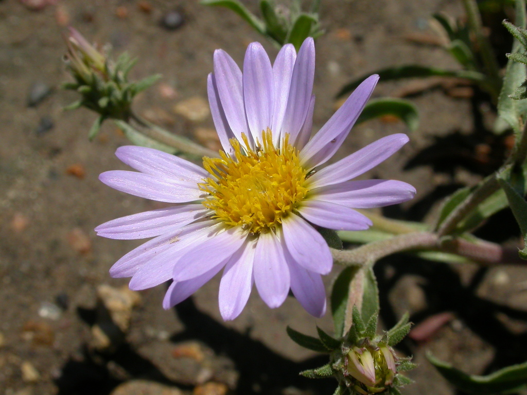 Machaeranthera sp. (Tansy-aster), native California annual