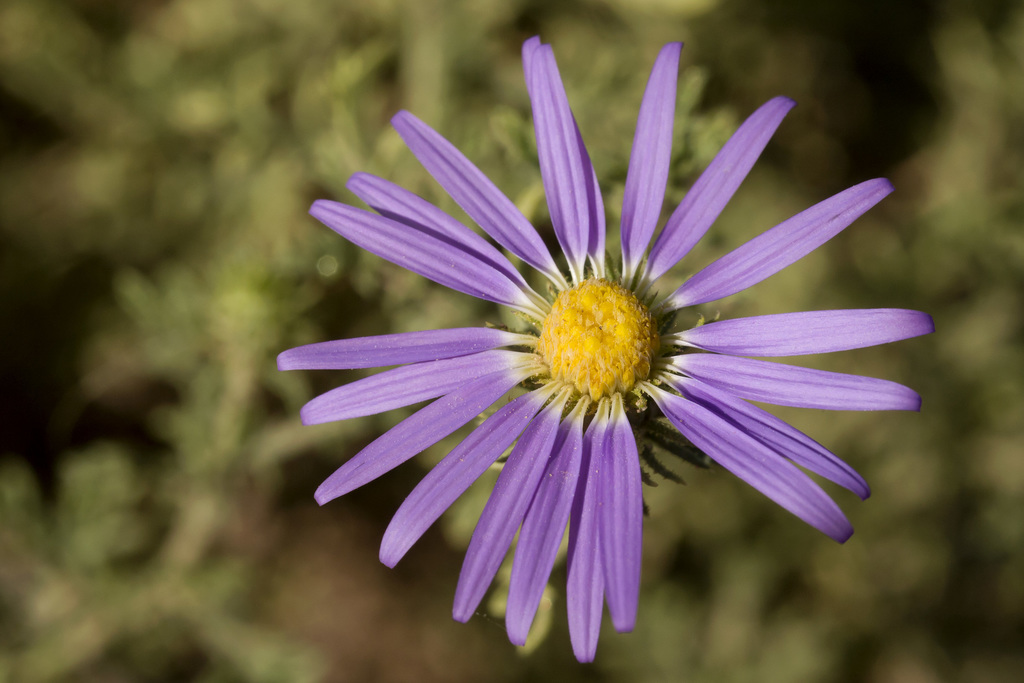 Machaeranthera tanacetifolia (Tanseyleaf tansyaster), native California herb
