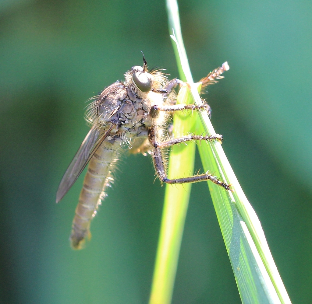 Machimus rusticus, California species