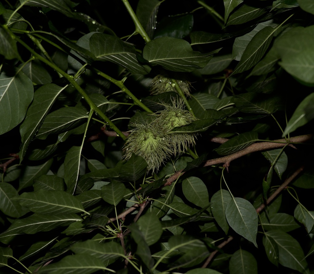 Maclura pomifera (Osage orange), non-native California shrub / tree