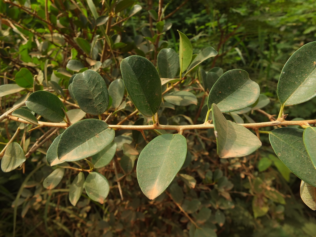Maclura sp. (Osage orange), non-native California tree
