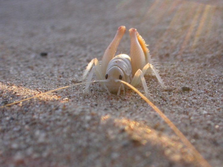 Macrobaenetes algodonensis (Algodones Sand Treader Cricket), California species