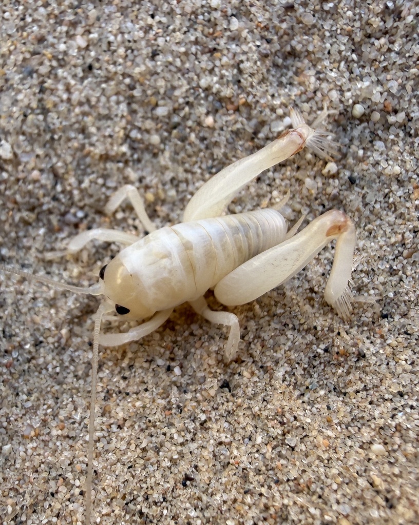 Macrobaenetes kelsoensis (Kelso Giant Sand Treader Cricket), California species