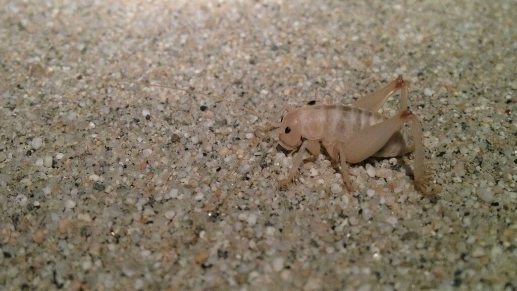 Macrobaenetes valgum (Coachella Giant Sand Treader Cricket), California species