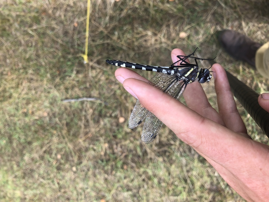 Macromia magnifica (Western River Cruiser), California species