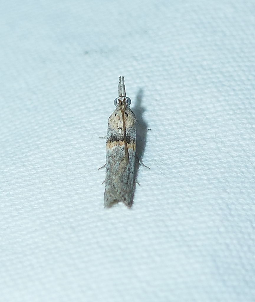 Macrorrhinia aureofasciella, California species