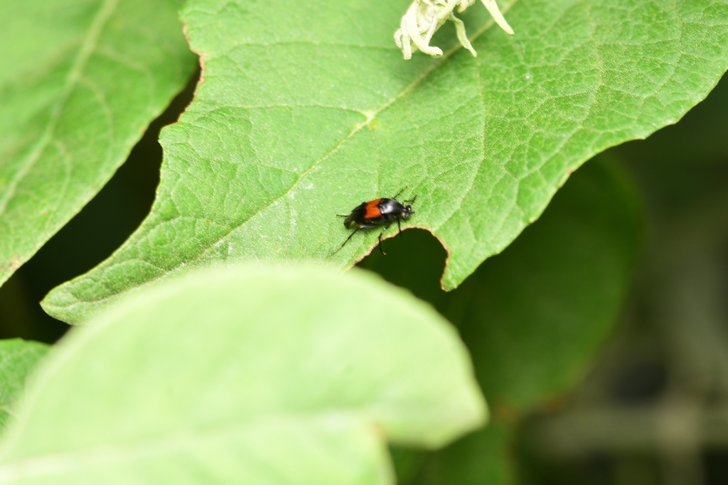 Macrosiagon cruenta, California species