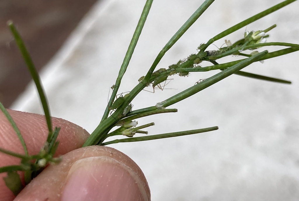 Macrosiphum euphorbiae (Potato Aphid), California species