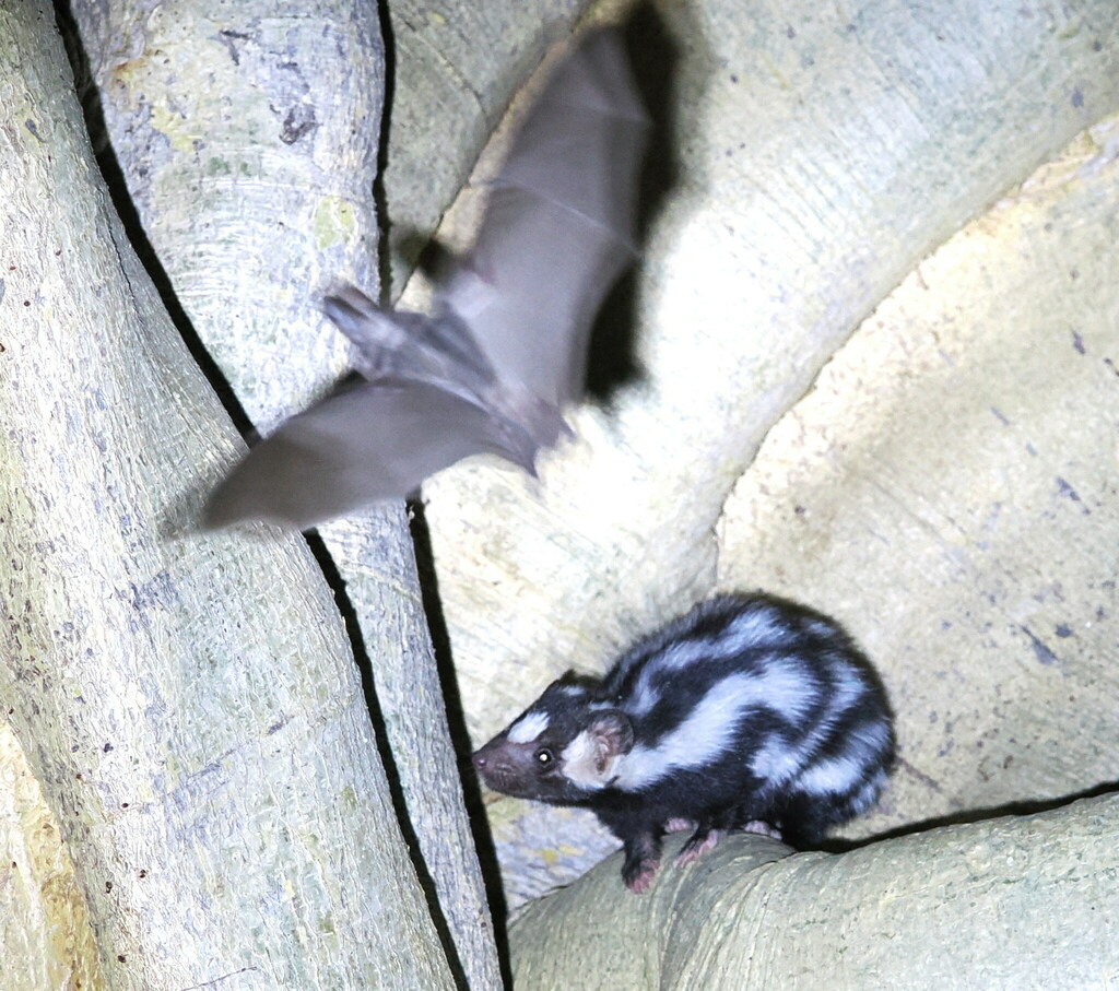 Macrotus californicus (California Leaf-nosed Bat), California species