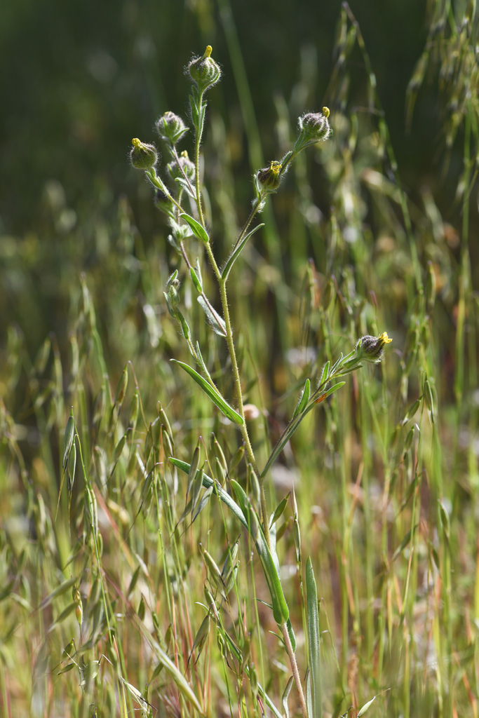 Madia anomala (Plump seeded madia), native California herb