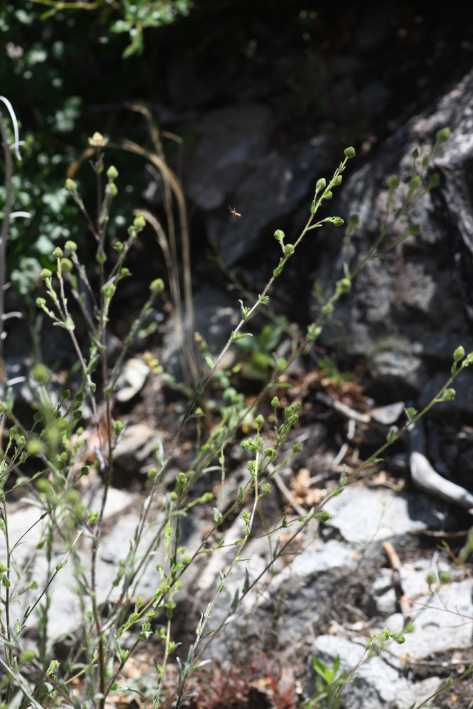 Madia citrigracilis (Shasta tarweed), native California herb