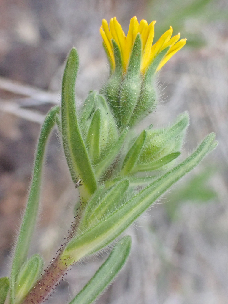 Madia citriodora (Lemon scented tarweed), native California herb