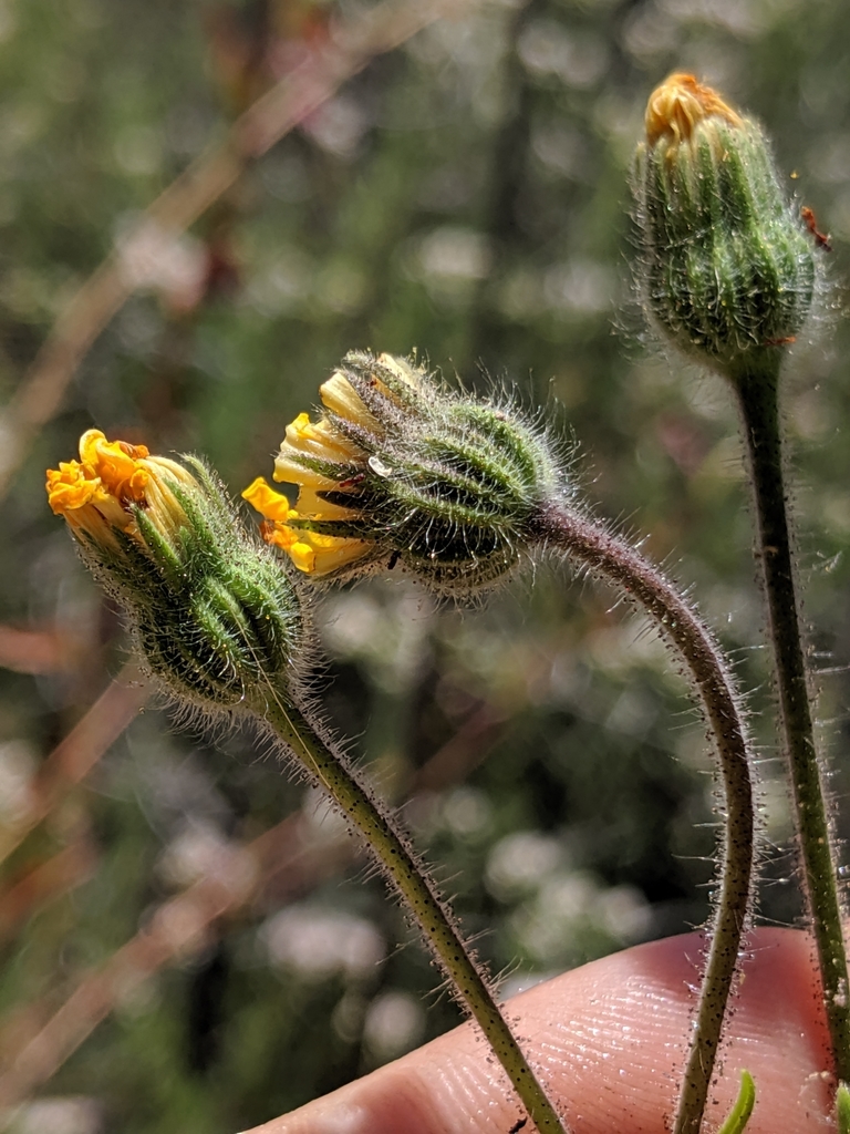 Madia elegans (Common madia), native California herb