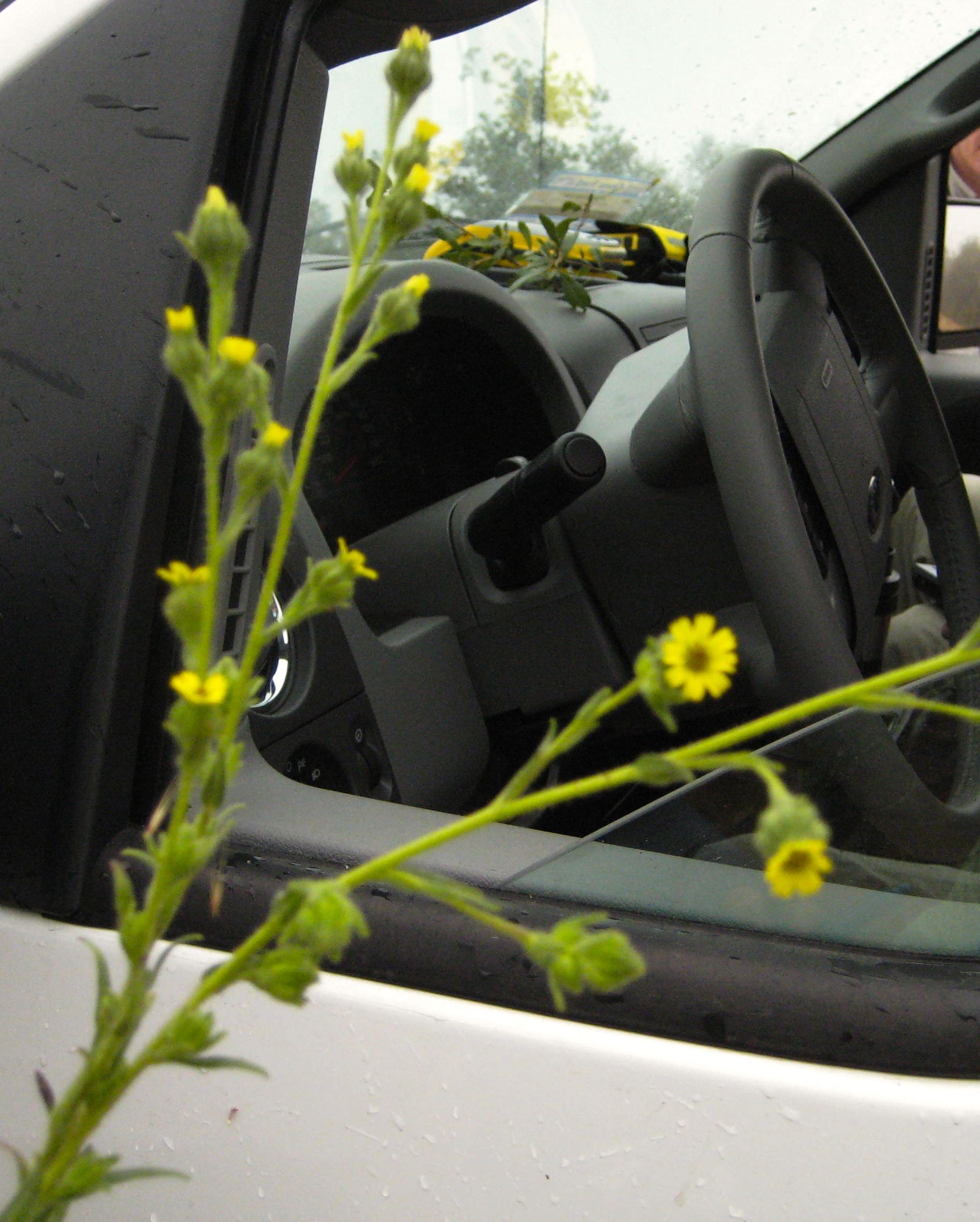 Madia exigua (Little tarweed), native California herb