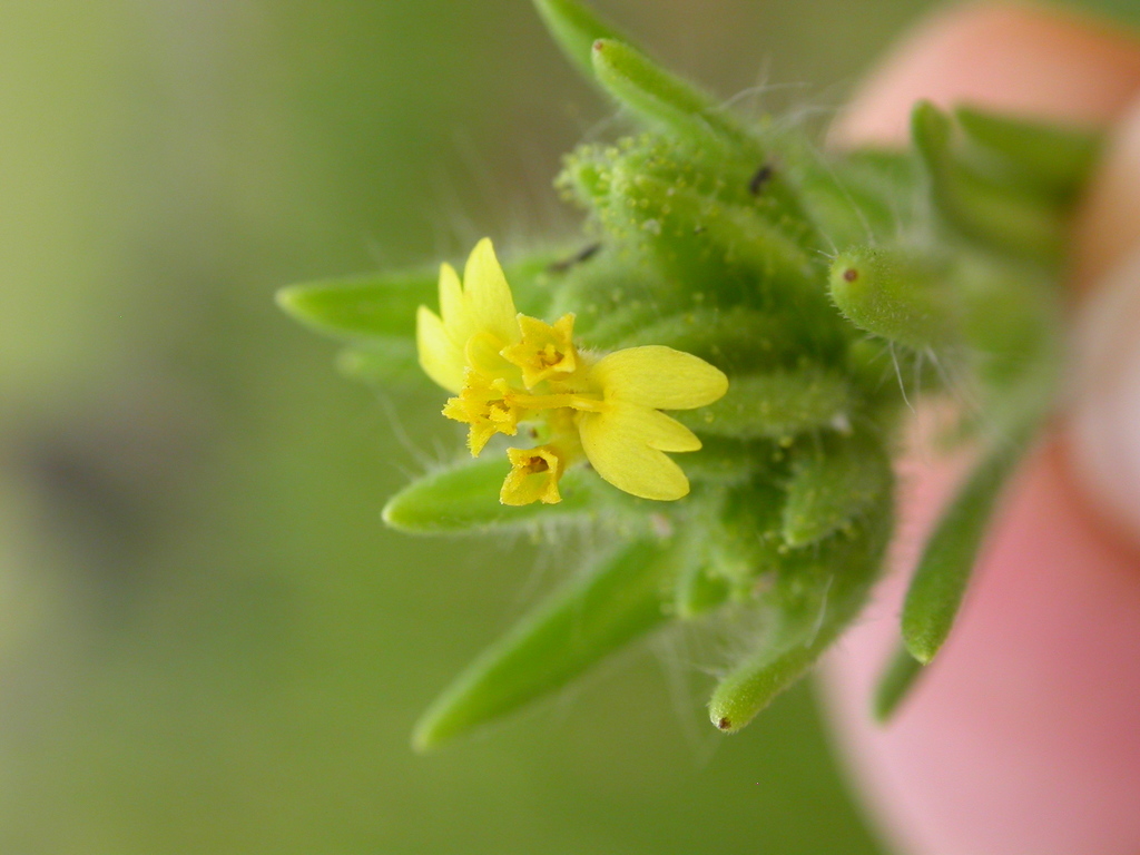 Madia glomerata (Mountain tarweed), native California herb