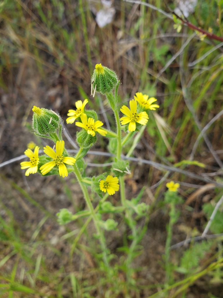 Madia gracilis (Gumweed), native California herb