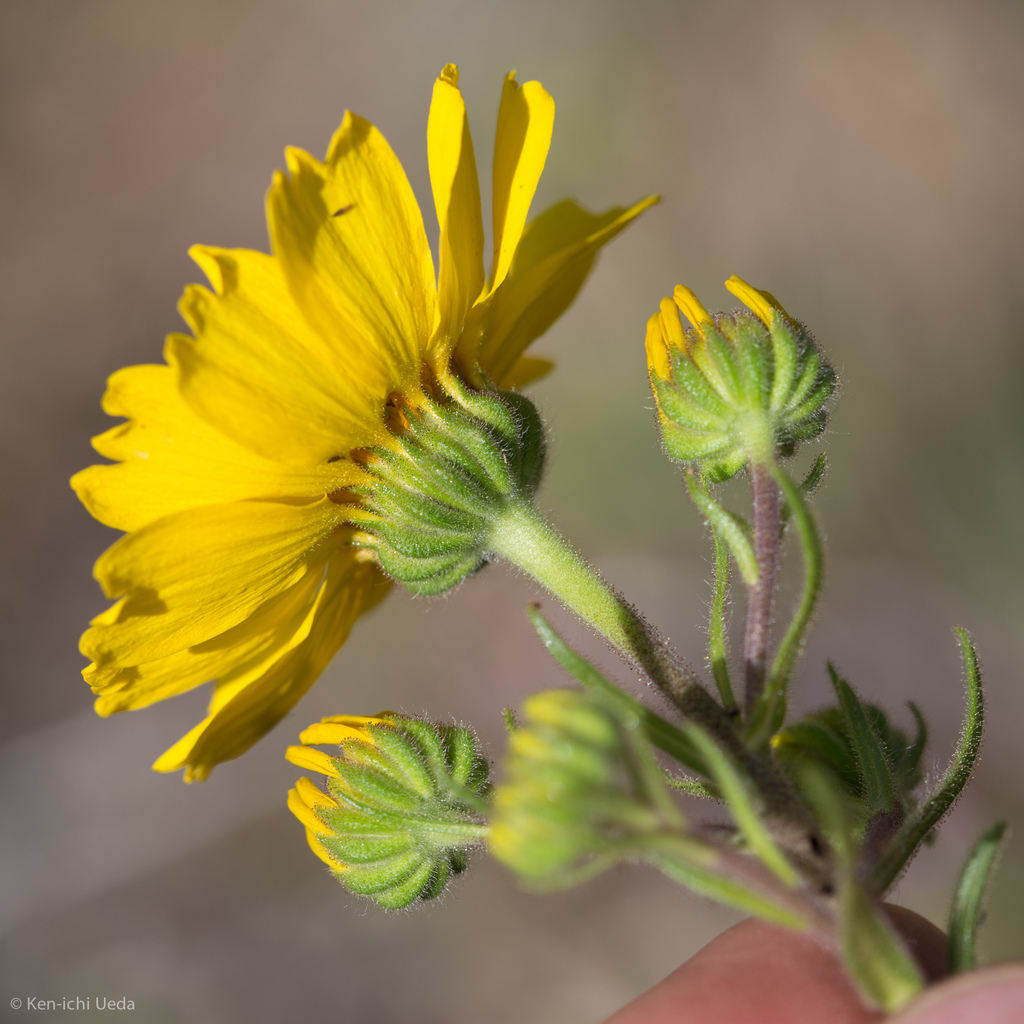 Madia radiata (Showy golden madia), native California herb