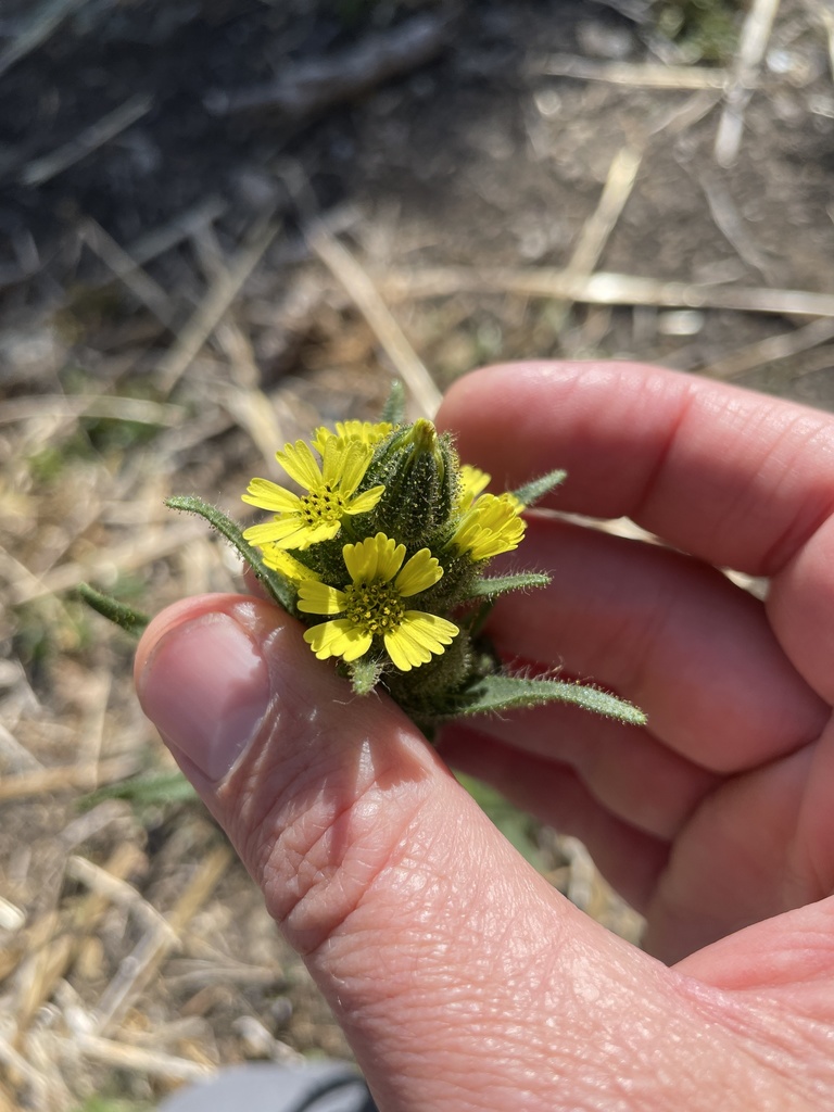 Madia sativa (Coast tarweed), native California herb