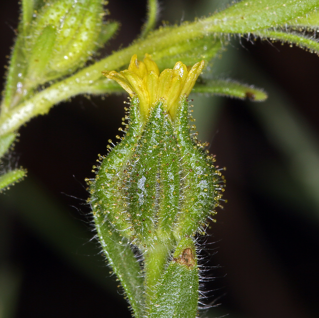 Madia subspicata, native California herb