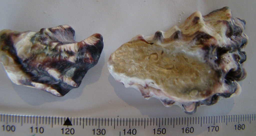 Magallana gigas (Pacific Oyster), California species