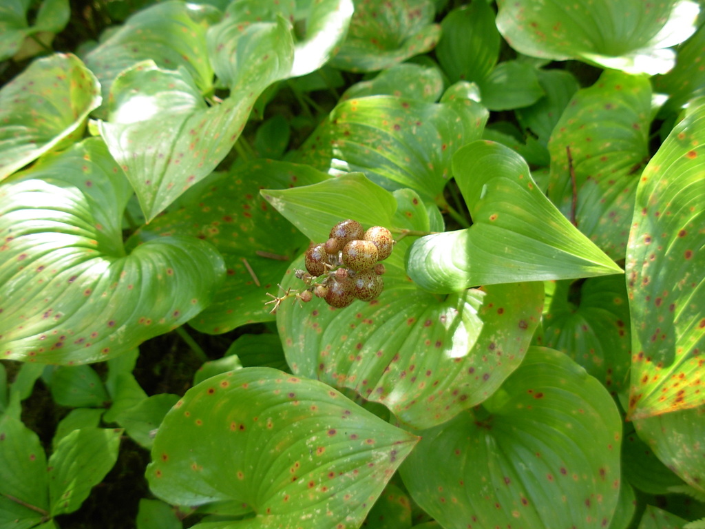 Maianthemum dilatatum (False lily of the valley), native California herb