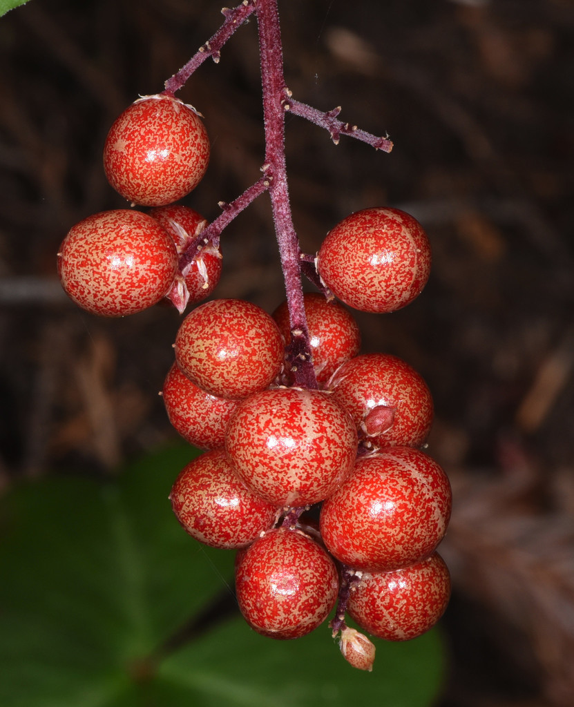 Maianthemum racemosum subsp. amplexicaule, native California herb