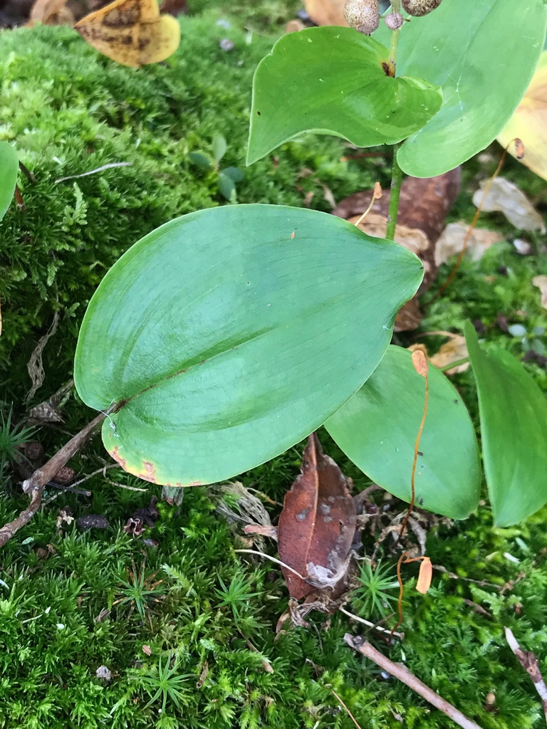 Maianthemum sp. (False lily-of-the-valley), native California perennial