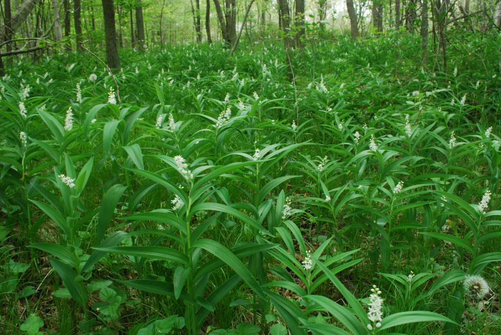 Maianthemum stellatum (Starry false lily of the valley), native California herb