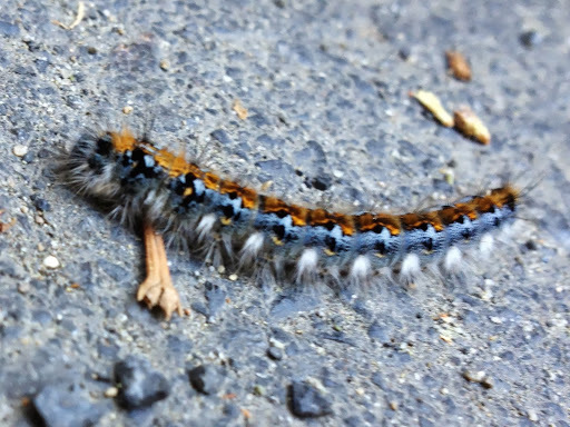 Malacosoma constricta (Pacific Tent Caterpillar), California species