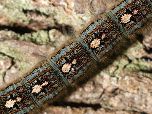 Malacosoma constrictum (Pacific Tent Caterpillar Moth), California species
