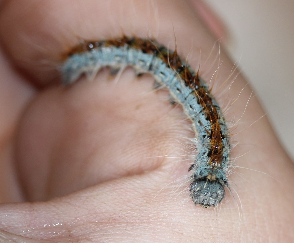 Malacosoma incurva (Southwestern Tent Caterpillar Moth), California species