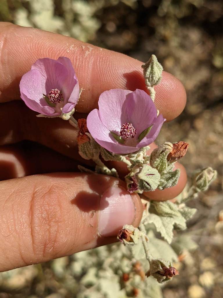 Malacothamnus abbottii (Abbott's bushmallow), native California shrub