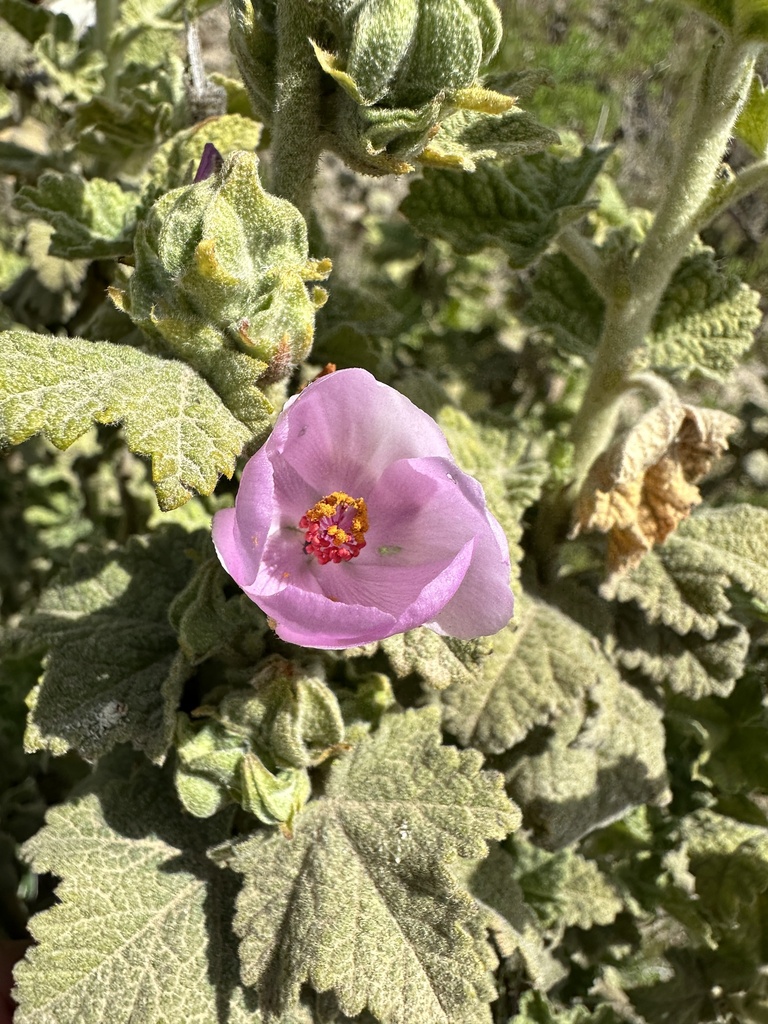 Malacothamnus aboriginum (Indian valley bushmallow), native California shrub