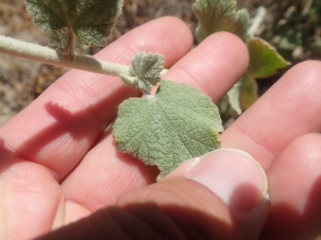 Malacothamnus arcuatus — parent species of Malacothamnus arcuatus var. arcuatus