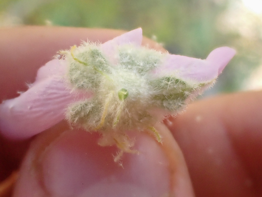 Malacothamnus astrotentaculatus (Starry-tentacled bushmallow), native California shrub