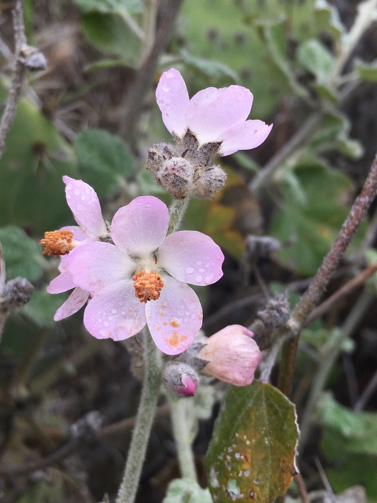 Malacothamnus clementinus (San clemente island bushmallow), native California shrub