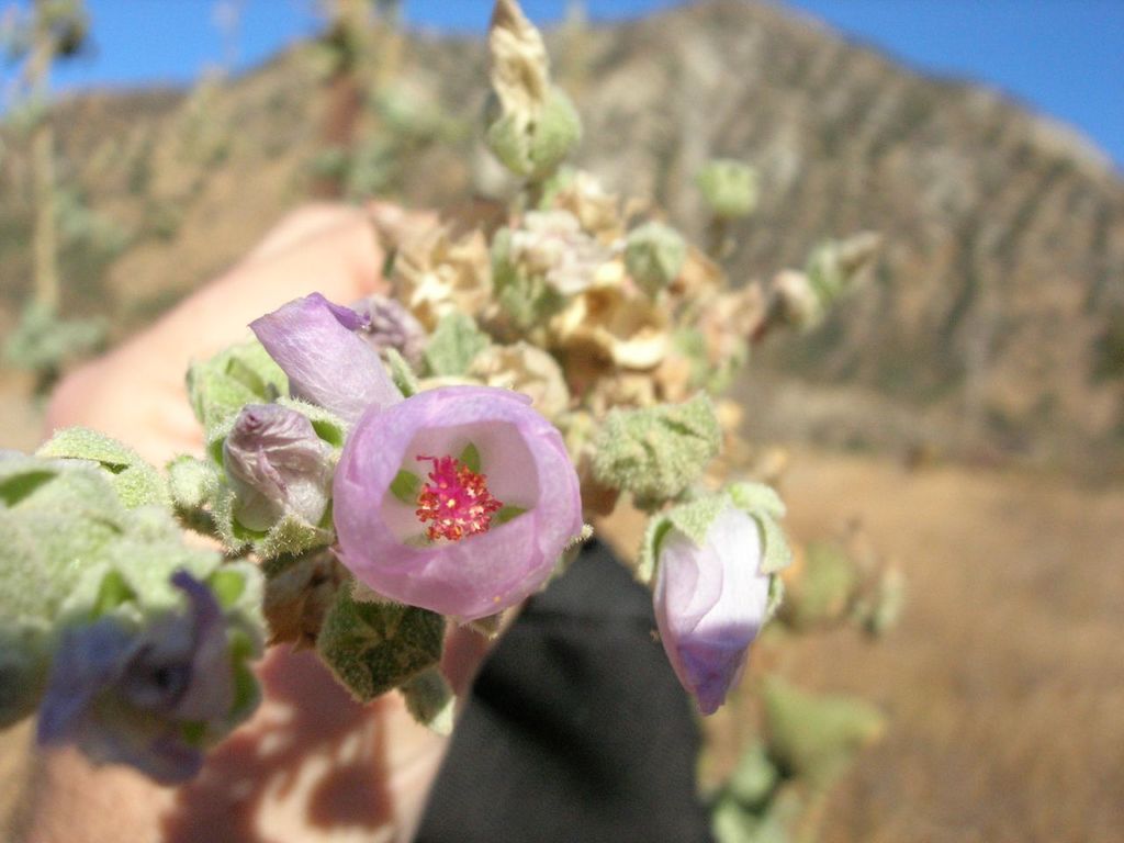 Malacothamnus davidsonii (Tujunga bushmallow), native California shrub