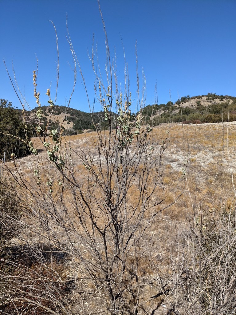 Malacothamnus discombobulatus (Discombobulating bushmallow), native California shrub
