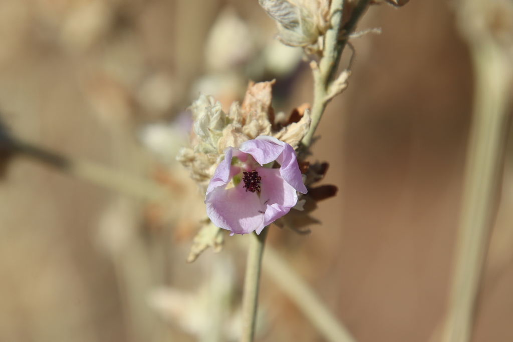 Malacothamnus enigmaticus (Enigmatic bushmallow), native California shrub