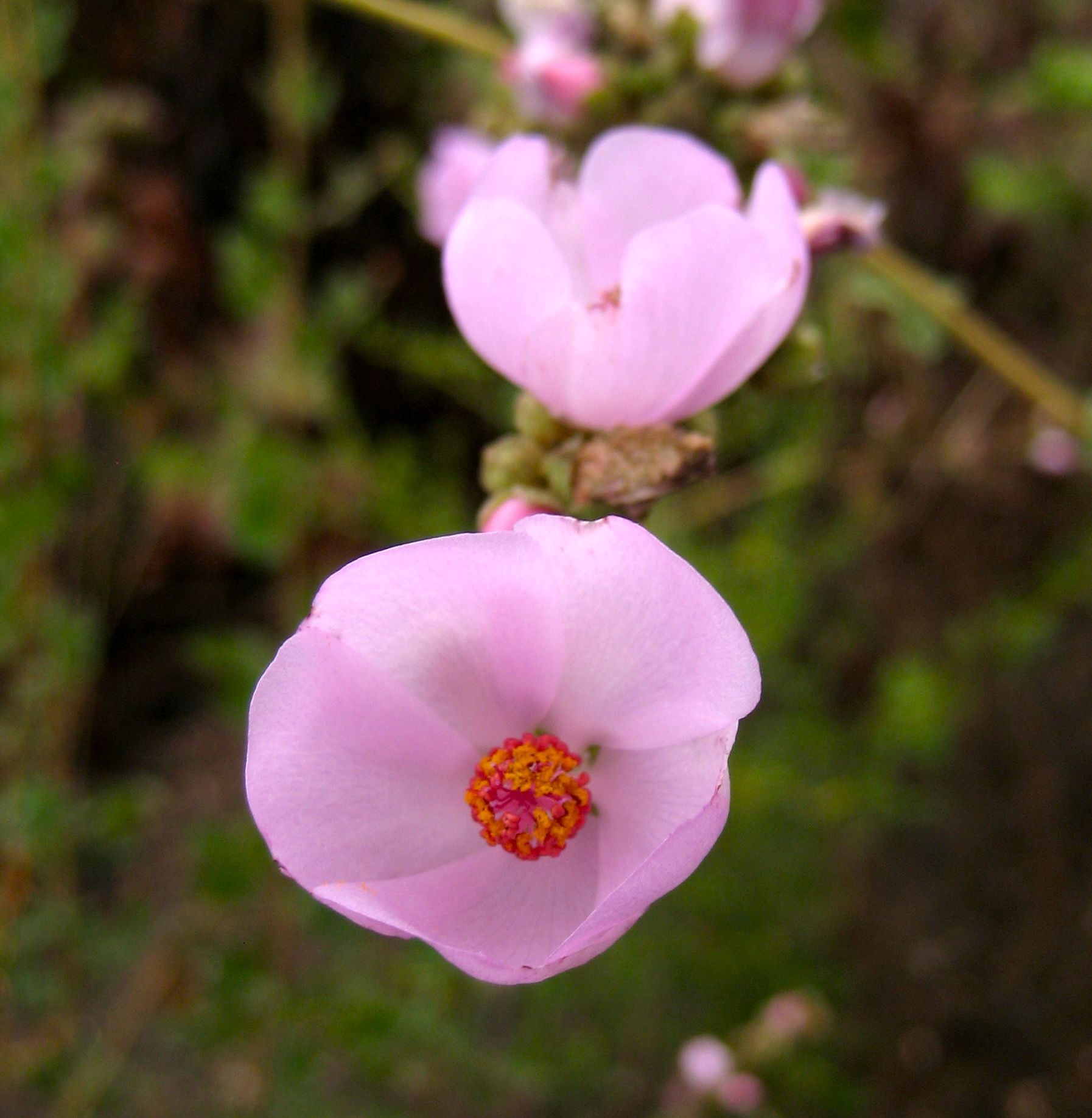 Malacothamnus fasciculatus (Chaparral mallow), native California shrub
