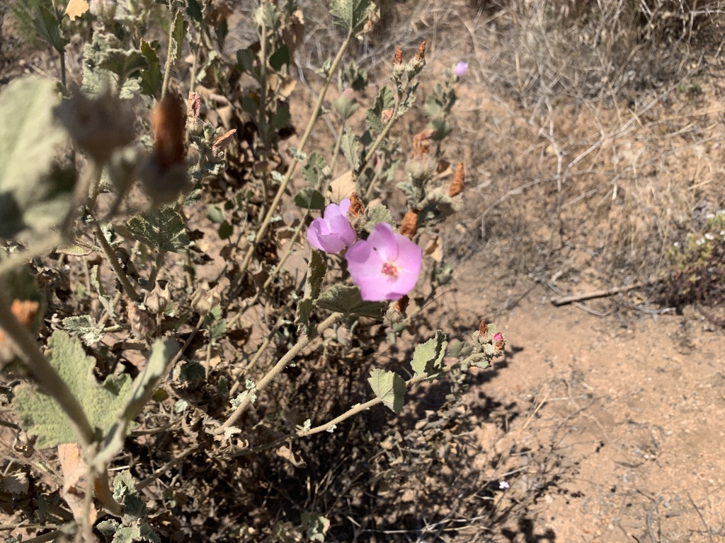 Malacothamnus foliosus (Ensenada bushmallow), California shrub